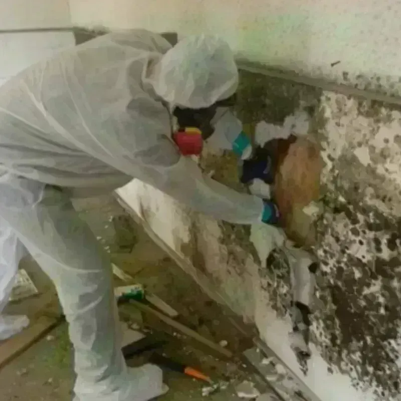 Mold Remediation and Removal in Rapid City, MI